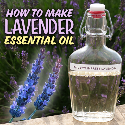 How to Make Lavender Essential Oil