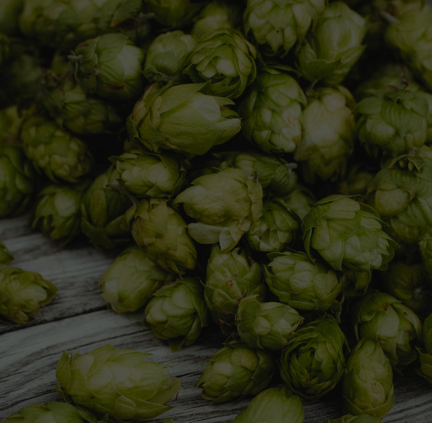 Closeup image of hops