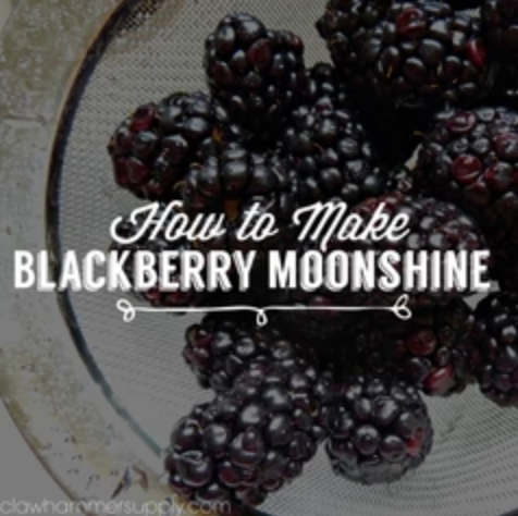 How to Make Blackberry Moonshine