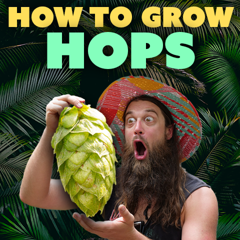 How to Grow Hops for Homebrewing!