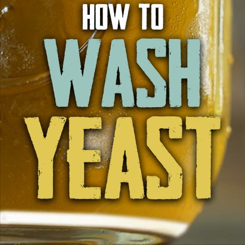 How To Harvest and Wash Yeast